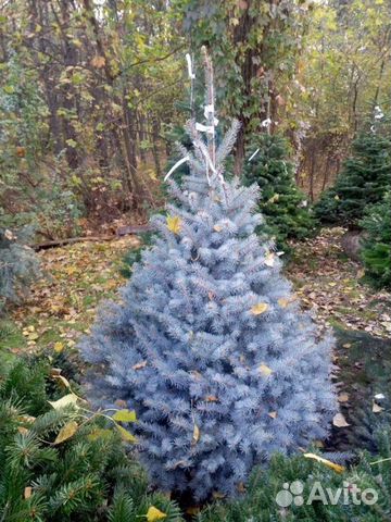 Декоративные сорта ели