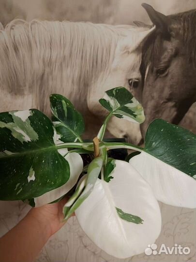 Филодендрон белый волшебник