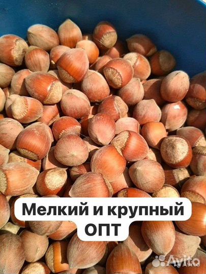 Фундук в скорлупе не очищенный