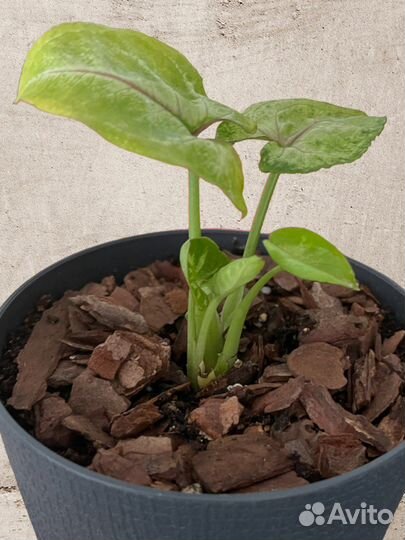 Сингониум mango allusion