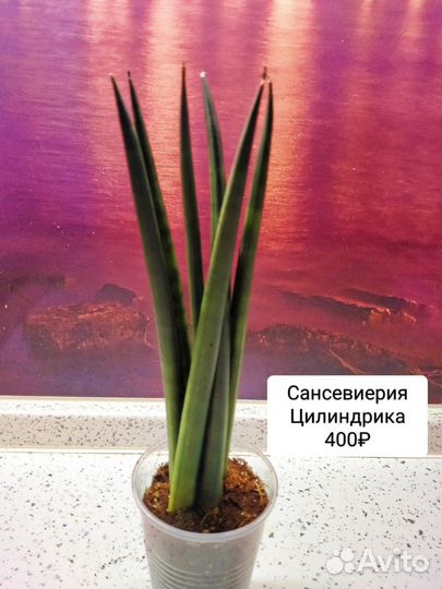 Комнатные растения