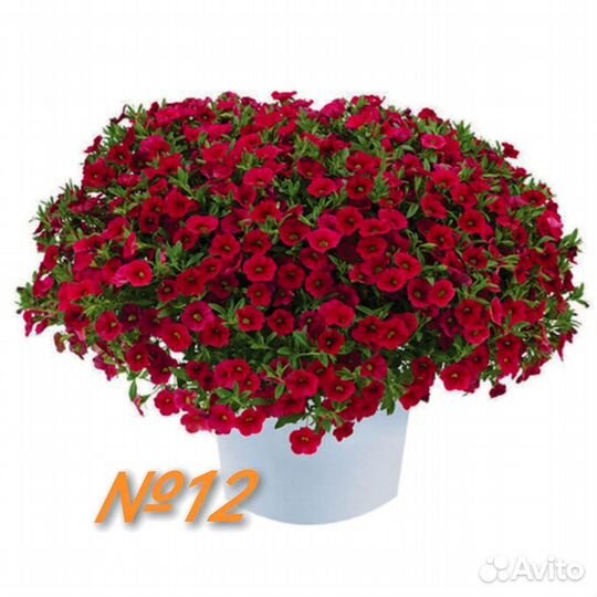 Черенки вегетативной калибрахоа