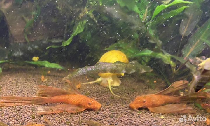 Анциструс вуалевый супер ред