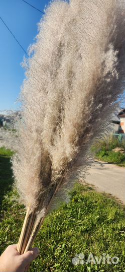 Помпасная трава