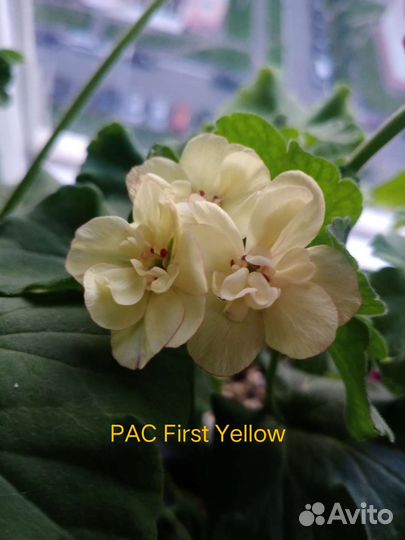 Пеларгонии