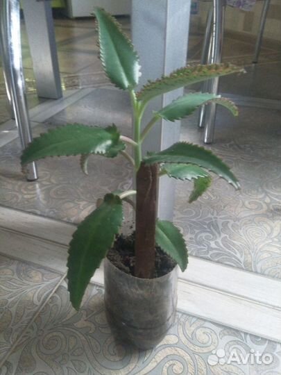 Каланхоэ лечебный живородящий цветок