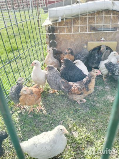Куры молодки несушки цеплята