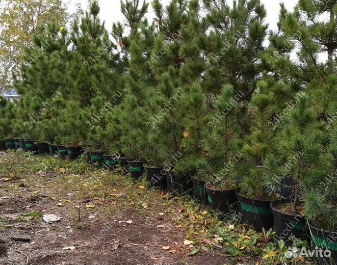 Саженцы сибирского кедра