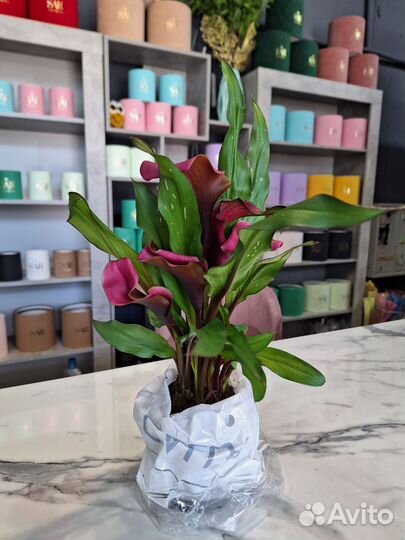 Комнатные растения Челябинск Доставка