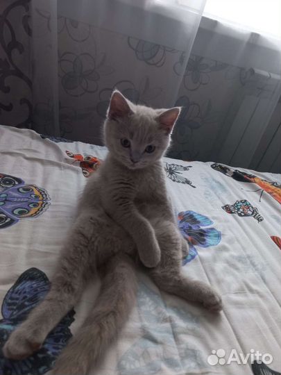 Шотландский котёнок