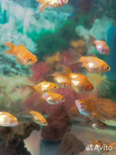 Аквариумные рыбки