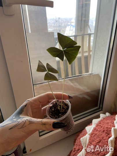 Кислица оксалис