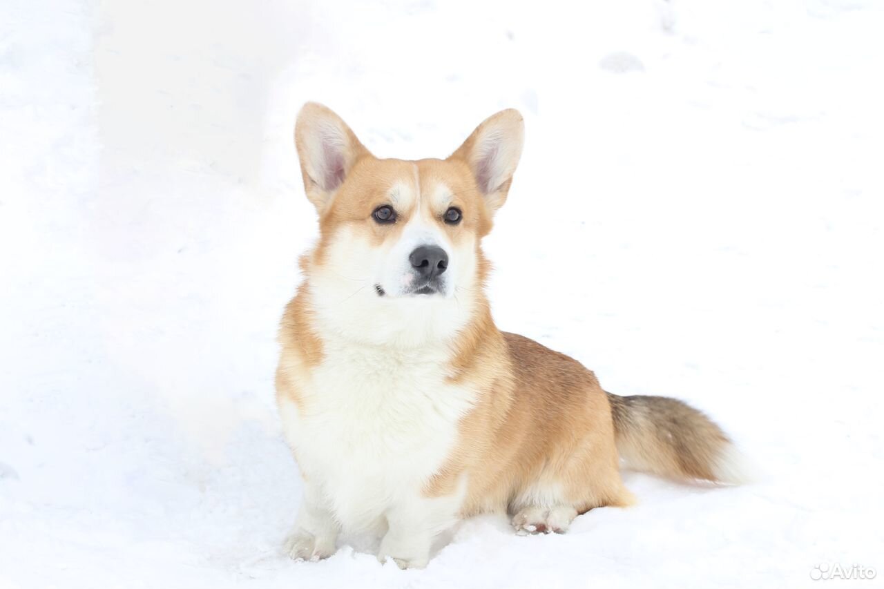 Вязка корги пемброк. Корги триколор пемброк. Вязка корги. Вельш корги и вельш спрингер. Корги 2018.