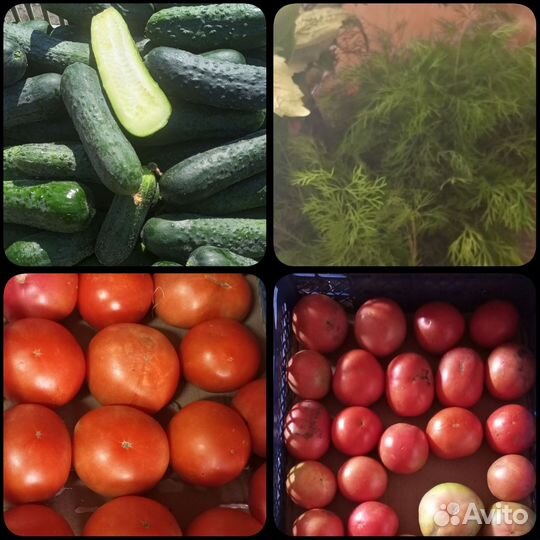 Огурцы, Помидоры, Укроп