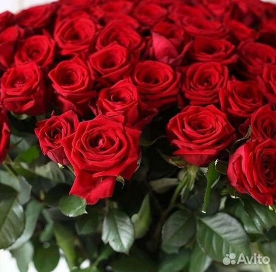 Высокие розы Гигантские розы 110