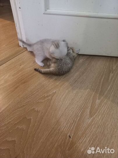 Британские котята