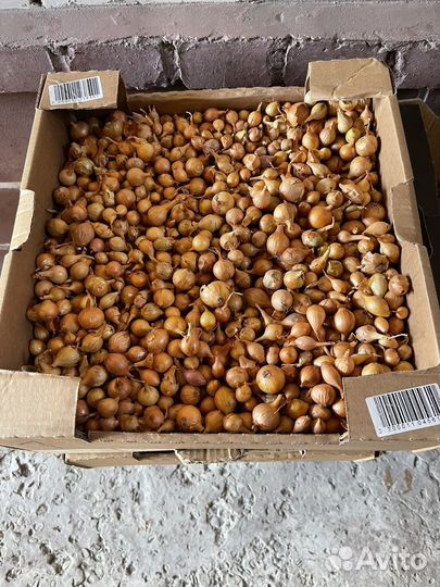 Продам севок Бессоновский