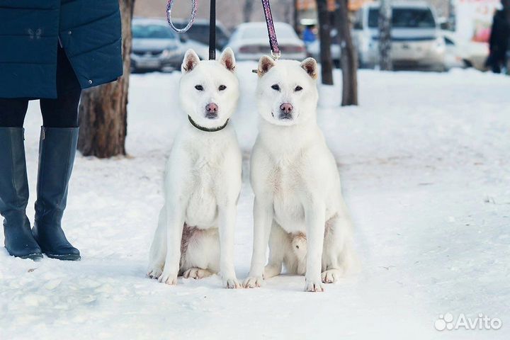 Девочка Кисю-ину