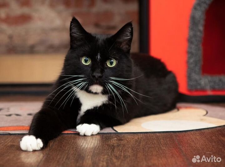 Кот Богдан ищет родителей