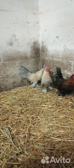 Петухи мильфлеры