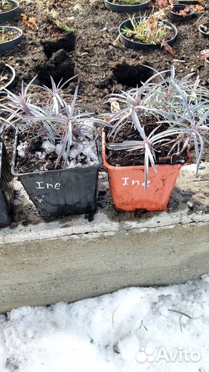 Гвоздика перистая Ine