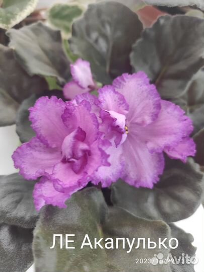 Цветущие сортовые фиалки