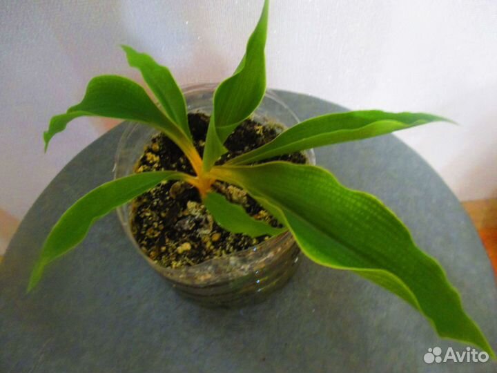 Комнатные растения цветы