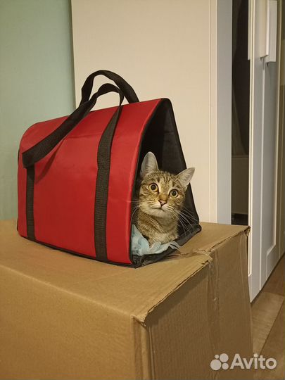 Передержка