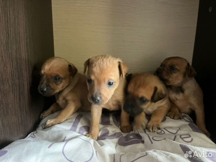 Маленькая собака