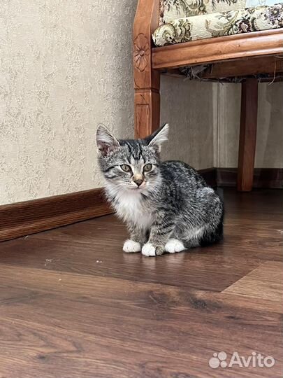 Котенок девочка в добрые руки бесплатно