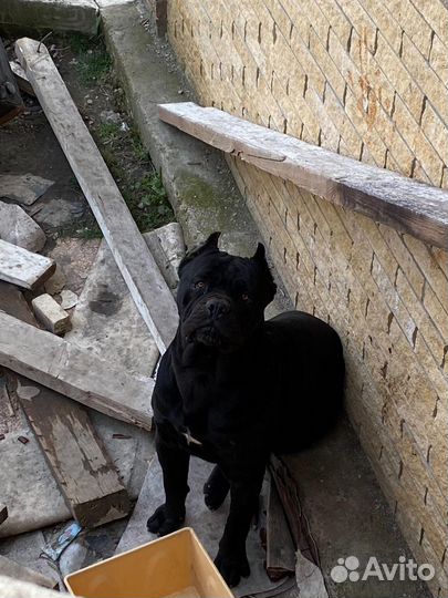 Собака кане корсо