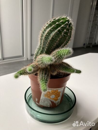 Кактус с детками