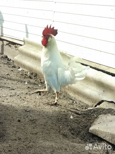 Петушки домашние леггорн белый