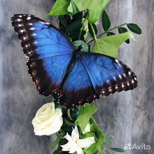 Готовый бизнес - ферма бабочек «Флай-Флай»