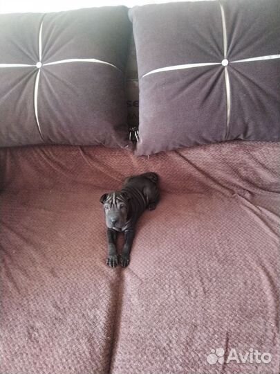 Щенок порода шарпей(хорсовый), девочка