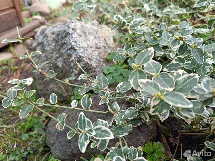 Бересклет форчуна арлекин (ползучий)