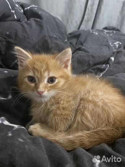 Рыжий котенок мальчик