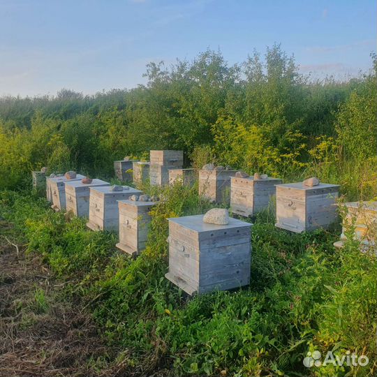 Улей с пчелами дадан