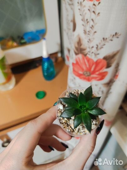 Эхеверия чёрный рыцарь