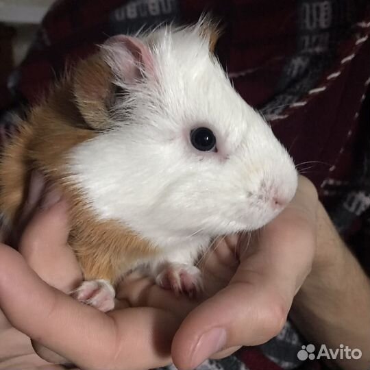 Морская свинка