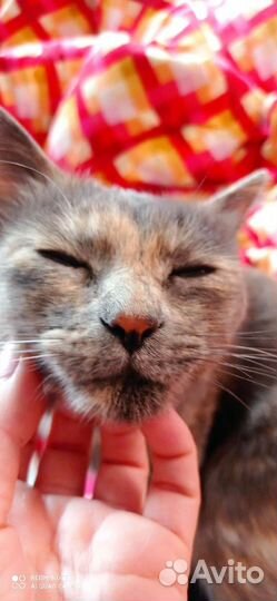 Кошка потеряшка