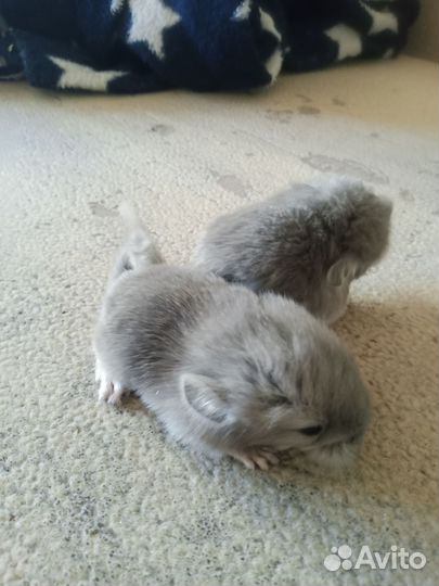 Щенки шиншилл