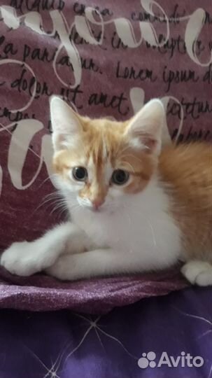 Котята ищут дом