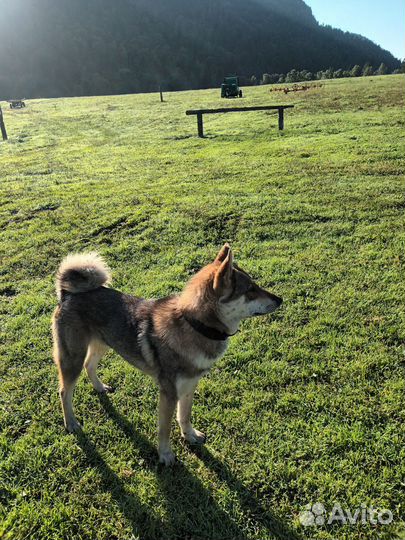 Продам собаку зсл. Подробности по телефону