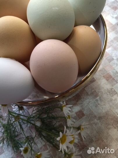 Кабачки молодые, яйца