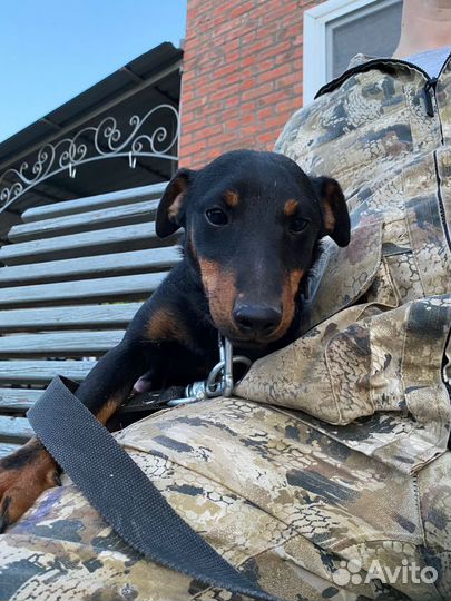 Немецкий ягдтерьер