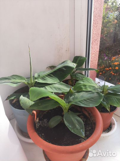 Карликовый банан