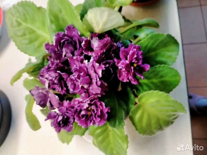 Комнатные цветы фиалки