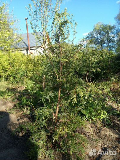 Туя западная