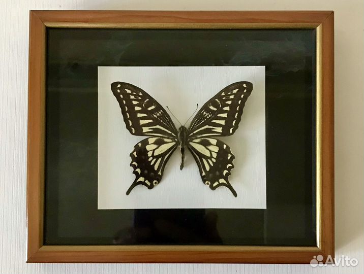 Бабочка в рамке